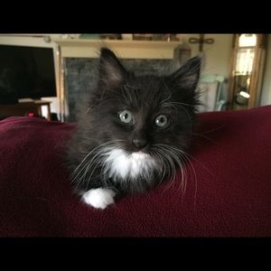 Meet your Posher, Pam